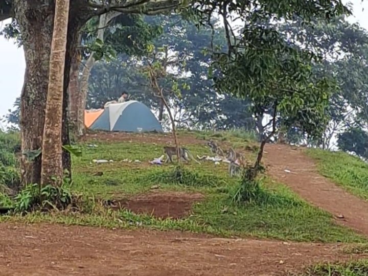 monyet di puncak mt lorokan 1100 mdpl